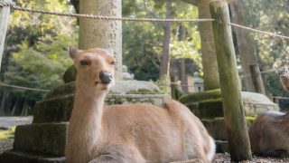 Thumbnail of post image 065